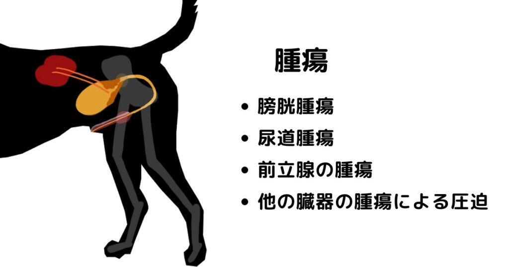 膀胱・尿道・前立腺腫瘍の雄犬