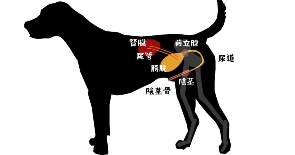 雄犬の尿路解剖（日本語）