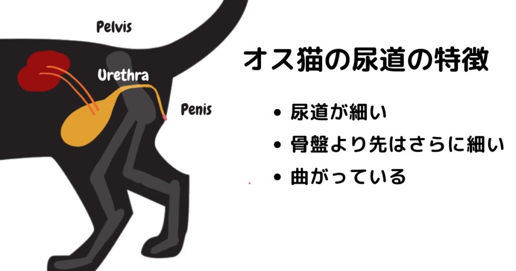 雄猫の尿道の特徴を記載したイラスト