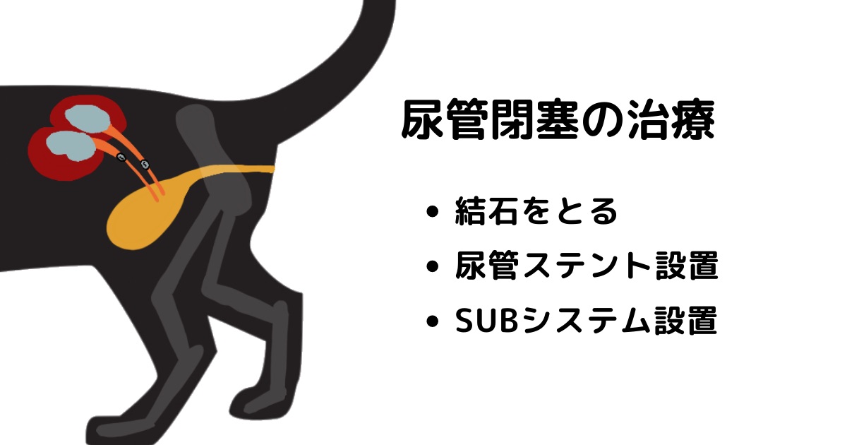 アメリカでペットと暮らす方へ】猫の尿管閉塞を図でわかりやすく解説②