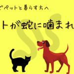【アメリカでペットと暮らす方へ】ペットが蛇に噛まれた⁉︎非常事態に焦らないための方法とは⁉︎