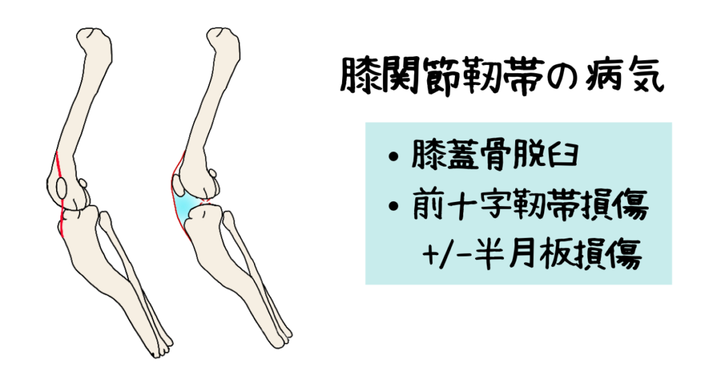 犬、膝関節靭帯、膝蓋骨脱臼、前十字靭帯損傷、半月板損傷