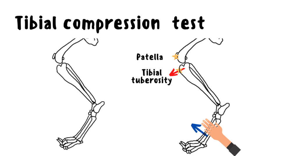 犬、tibial compression test