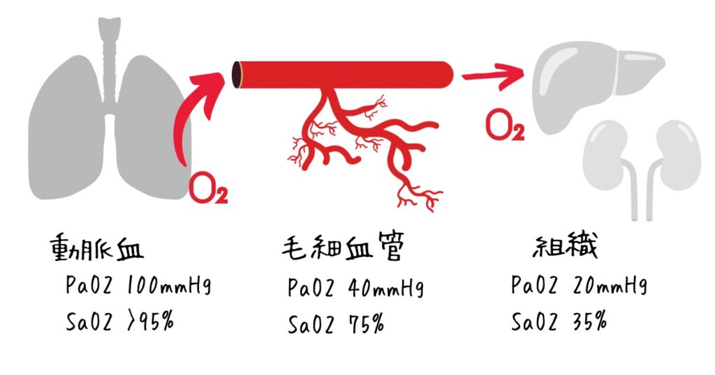 動脈血、毛細血管、組織
PaO2、Sao2