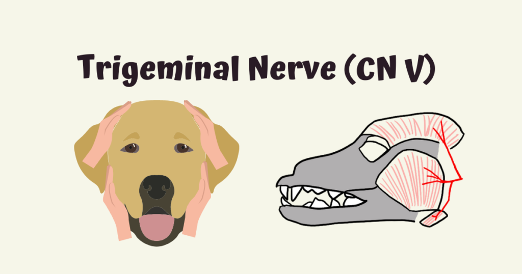三叉神経　第5脳神経　咀嚼筋の運動