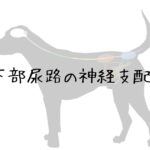 【今更でもいいからとにかく学ぶ】犬の膀胱/尿道の神経支配について