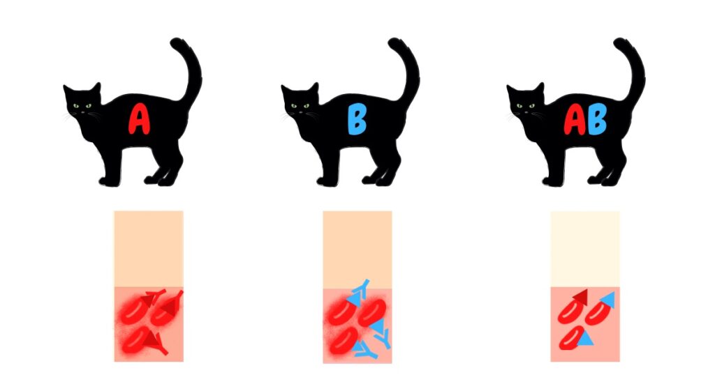 ネコの血液型　血液型不適合　血漿輸血　溶血