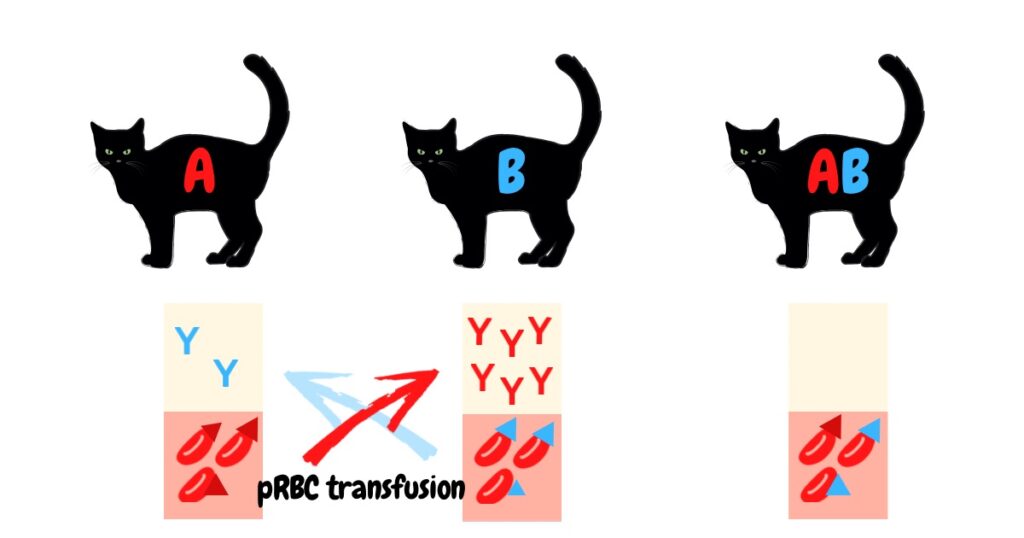 ネコの血液型　血液型不適合　輸血