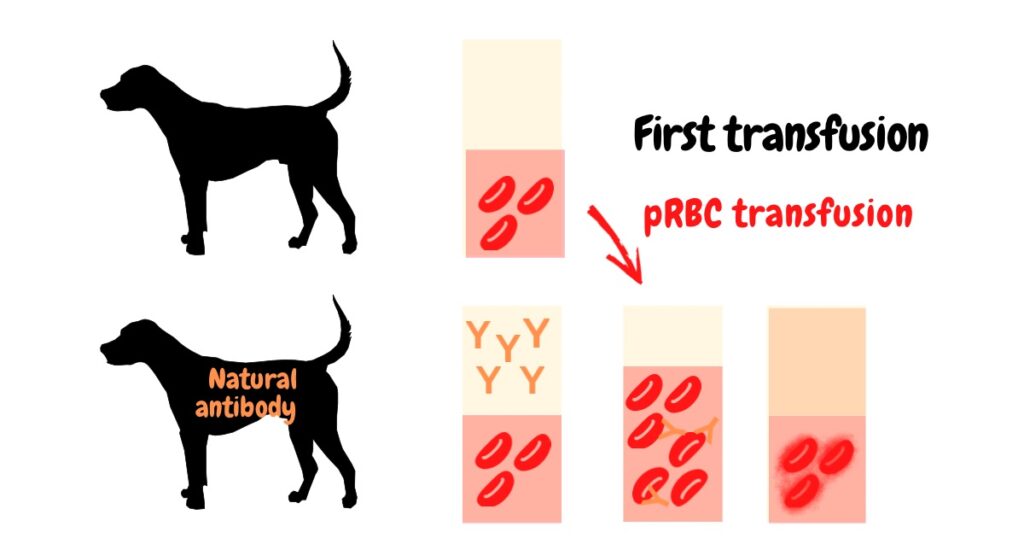 犬の赤血球輸血　自然抗体