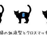 【今更でもいいからとにかく学ぶ】猫の血液型/クロスマッチについて考える