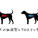 【今更でもいいからとにかく学ぶ】犬の血液型/クロスマッチについて考える