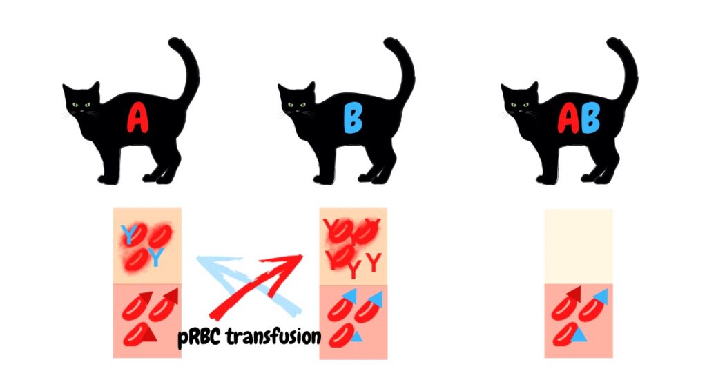 ネコの血液型　血液型不適合　輸血　溶血