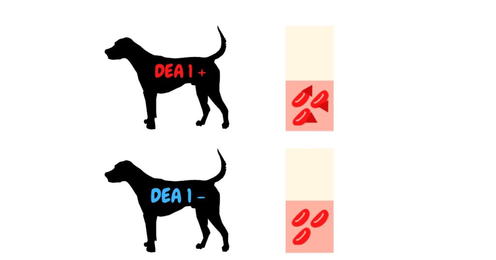 犬の血液型　DEA