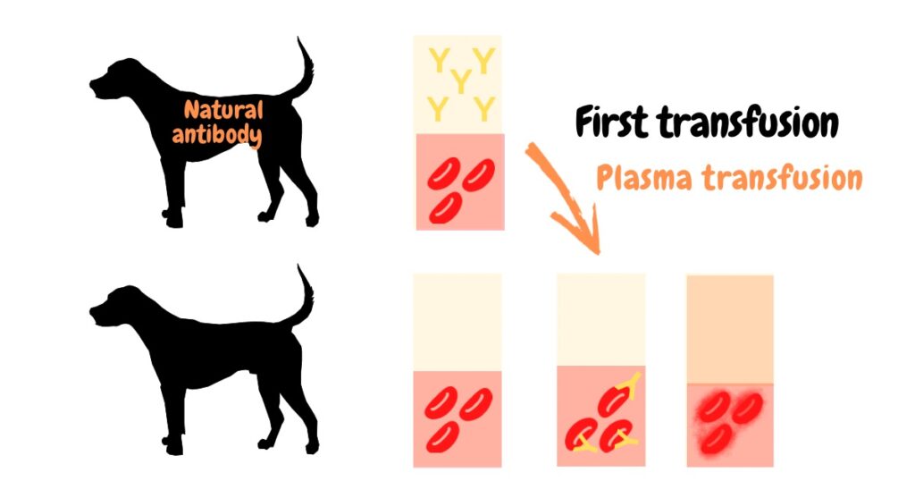 犬の血漿輸血　自然抗体