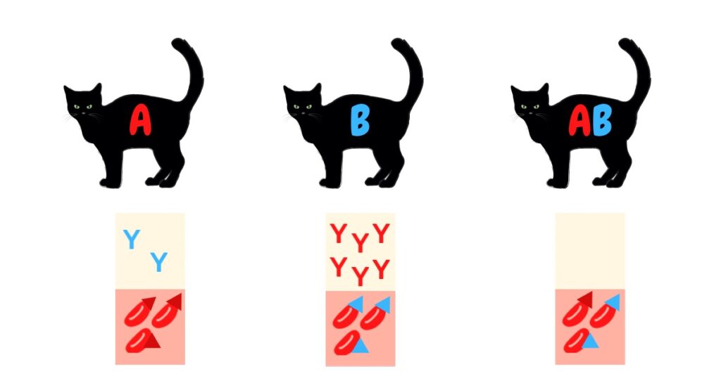ネコの血液型　A型　B型　AB型