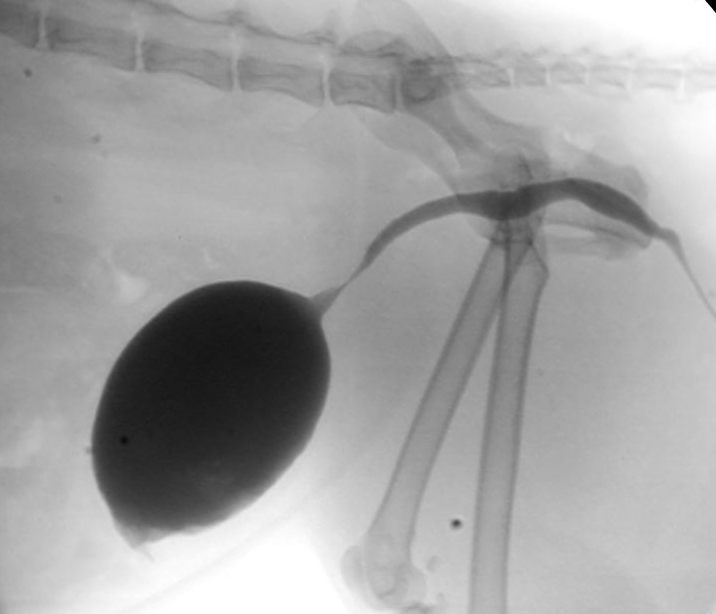 逆行性尿路造影のX線透視画像、近位尿道の狭窄