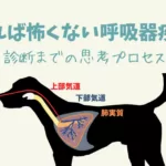 犬・猫の呼吸困難①診断までの思考プロセス