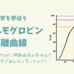 酸素解離曲線とは？酸素が肺胞から細胞に運搬されるまで