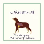 【犬猫の心原性肺水腫】の病態をイラストで解説！