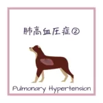 【犬猫の肺高血圧症の6分類】をイラストを用いて解説！