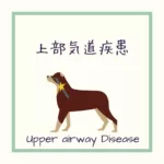 【犬の上部気道疾患】病態を解説！