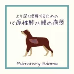 【犬猫の心原性肺水腫の病態】をイラストを用いて詳しく解説①