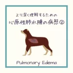 【犬猫の心原性肺水腫の病態】をイラストを用いて詳しく解説②