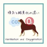 【換気と酸素化の違い】呼吸が悪い=酸素化能低下…ではない！！！