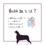 【動脈血とは？】静脈血との違いを解説！