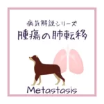 【犬猫の肺腫瘍の転移】の病態をイラストで解説！