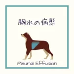 【犬猫の胸水の病態】をイラストを用いて解説！