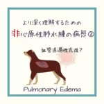 【犬猫のARDS】についてイラストを用いて解説！